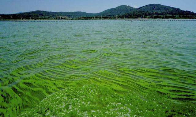 1719371346756994.jpg 水體富營養(yǎng)化.jpg