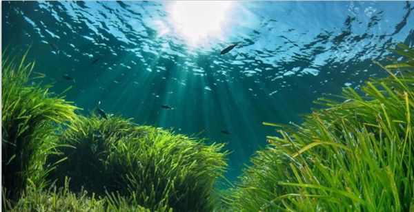 1720062325504608.jpeg 陽光.jpeg