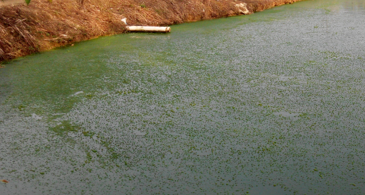 1720062337418532.png 水體富營養(yǎng)化.png