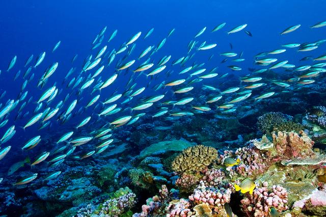 1731303083100890.jpg 海洋生態(tài)系統(tǒng).jpg