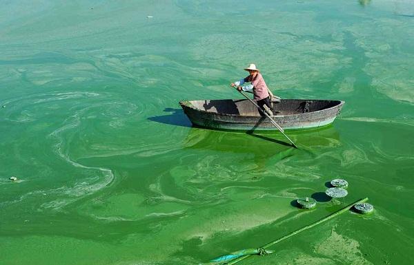 1731303094796433.jpg “水華”現(xiàn)象.jpg