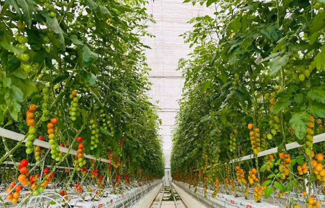 1756954810646846.jpg 溫室種植.jpg