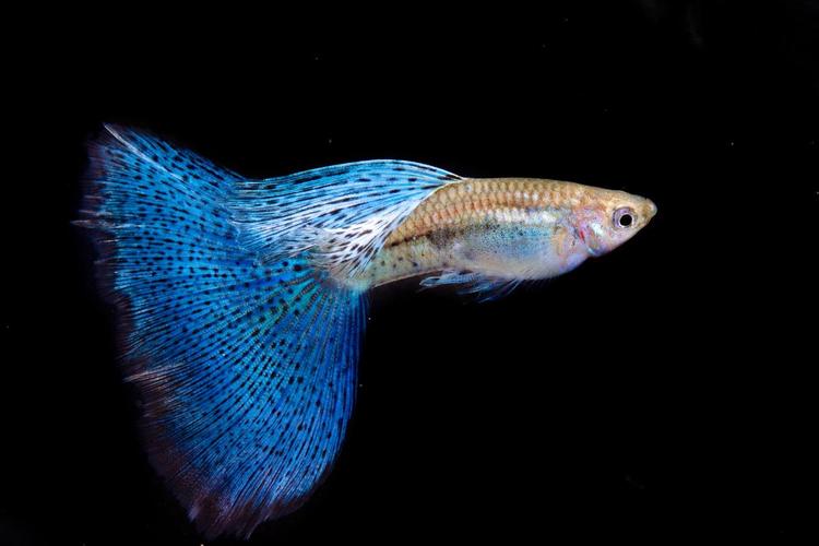 1761101077980526.jpg 觀賞魚.jpg