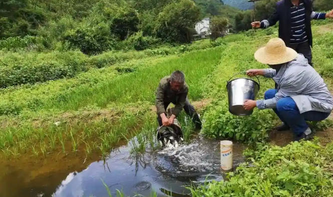 稻田養(yǎng)魚(yú).jpg