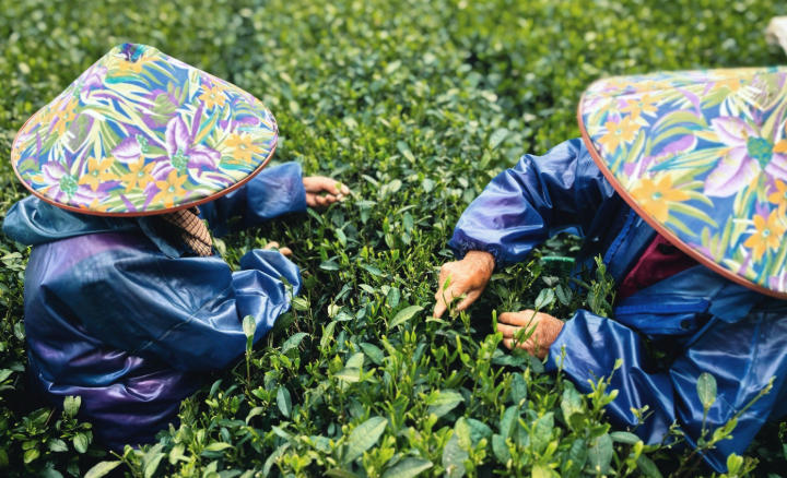 1763087363188616.jpg 茶園.jpg